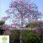 Tabebuia rosea landscaping tree pinky flower tree