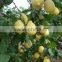 Fresh citrus fruits /Yellow Eureka Fresh Lemon