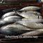 Frozen Bonito Auxis tapeionsoma for sale with size 1000g up