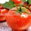 Canned Tomato Paste, Sachet Tomato Paste, Tomato Sauce, Tomato Puree,