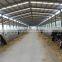 2016 New Pre-made Steel Structure Cowshed