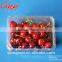 good quality Disposible plastic food PET tray/strawberry/blueberry clamshell tray