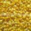 Wholesale Fresh Frozen Corn Kernel