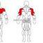 Plate loaded fitness equipment / strength training equipment