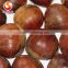 big size 2016 new crop fresh dandong chestnut for advance sale