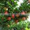 Gansu Fresh Fruit gala apple for sale