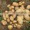 Golden Supplier China Wholesale Garlic with Competitive Price