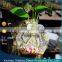hexagon hanging glass terrarium