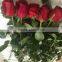 Big distount for fresh cut pink/red/blue/green rose high quality