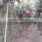 lagerstroemia indica formed shape plants