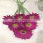 Fresh cut flowers processing type and Gerbera flowers part