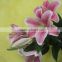 Elegant in smell crazy selling pink lilies flowers