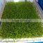 Automatic Barley Sprout Machine /wheat seedlding machine /fodder sprout machine