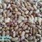 2012 , 2013 Light Speckled Kidney Bean with Cheapest price ,LSKB, Long shape