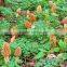 Morchella Esculenta Morel Morels Mushroom Dried Fresh Pure Natural Edible mushrooms yellow morel, true morel,Made in Turkey