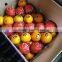 Fresh Egyptian Oranges
