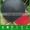W02 Heima mid-late maturity black seedless watermelon seeds for planting