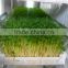 New Animal Feed Making Machine! Full Automatic Hydroponic Organic Barley Sprouts Machine