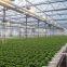 Multi span Greenhouse Agricultural Vegetable Greenhouse