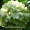 Good Quality Grade A Variety Colors Fresh Cut Hydrangea Fresh Flower From Yunnan