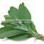 Sage leaves dry