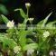High Quality Eclipta Alba Powder Sale