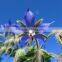 borage oil