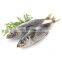 BQF IQF small eye horse mackerel frozen horse mackerel fish whole round