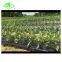 Top manufacturer most popular best selling agricultural plastic film mulching film