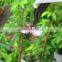 Top sale 2.4G 4CH H107C X4 hubsan quadcopter drone ufo rtf with HD camera.