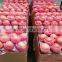 shanxi qinguan apples new season high quality red qinguan apples