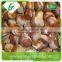 Export frozen chestnuts