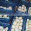 Processed Fresh peeled onion directly from factory