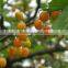 sweet fresh Cherry seedling