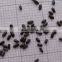 Lavandula angustifolia Mill flower seeds