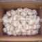 Chinese Garlic bulbs available for shipment