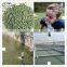 China supplies zeolite clinoptilolite natural for water treatment