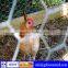 Good quality chicken wire mesh,best chicken wire mesh for sale,hex netting chicken wire mesh(factory direct sale)