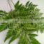 Perfect Decorative Cut Leaf Learth Fern Natural Plant Wholeasle From Yunnan,China