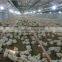 automatic poultry equipment
