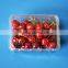 Transparent Eco-friendly Plastic Blister fruit Packing box Fruit with Hole                        
                                                Quality Choice