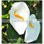 the valentine's day flower fresh cut white Alocasia flower from yunnan