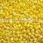 High quality IQF Frozen Sweet Corn for sale