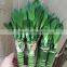 50cm lotus tiger lucky bamboo dracaena sanderiana indoor ornamental aquatic feng shui plants nursery garden decoration