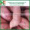 BEST SELLER - CHINESE SWEET POTATOES
