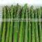 IQF/Frozen spring/summer green asparagus in 2015
