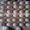 Hot Stamping Date Coding Machine/Egg Code Printing Machine/Bottle Date Code