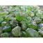 Peridots A Grade
