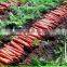 Hot Sale Fresh Bulk Carrot Price Per Ton 2016