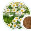 Factory supply pure natural feverfew extract powder Chrysanthemum parthenium extract